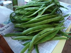 picture of a heap of green runner beans