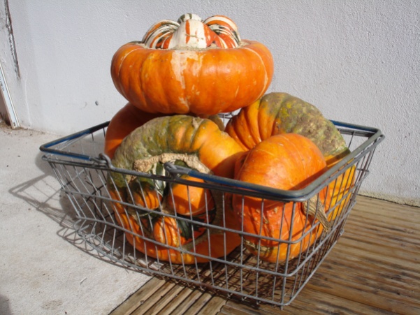 picture of a wire basketful of orange squashes