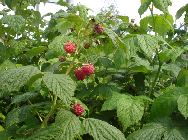 Picture of raspberries growing